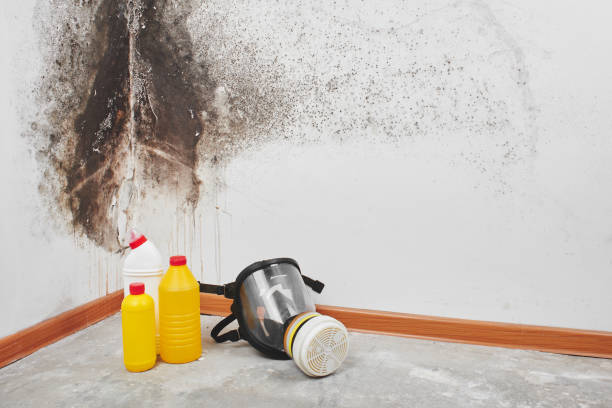Best Commercial Mold Removal  in Runaway Bay, TX