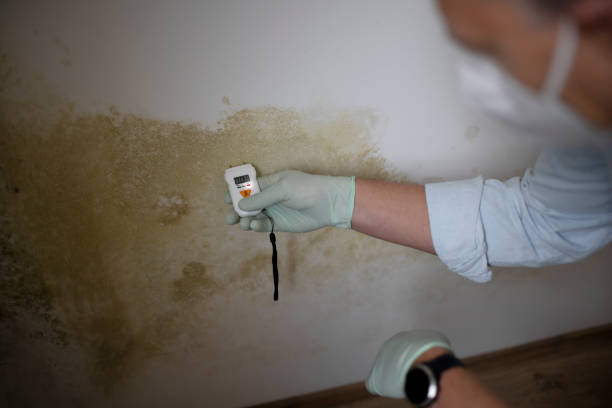 Best Attic Mold Removal  in Runaway Bay, TX