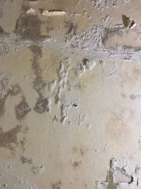 Best Mold Removal Company Near Me  in Runaway Bay, TX