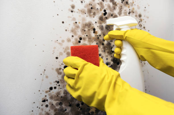 Best Black Mold Removal  in Runaway Bay, TX