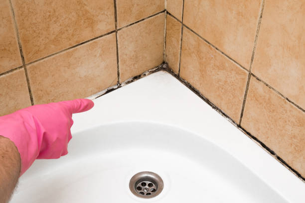 Attic Mold Removal in Runaway Bay, TX