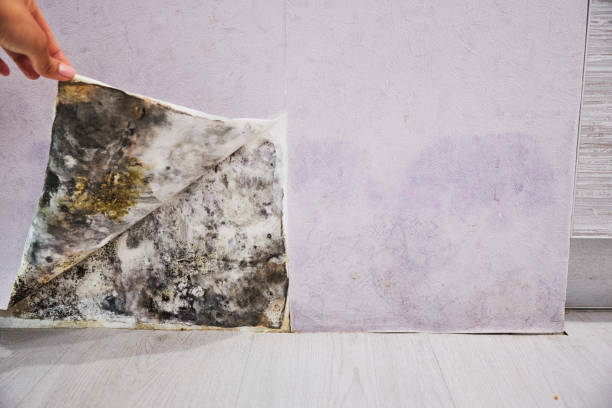 Best Same-Day Mold Removal  in Runaway Bay, TX